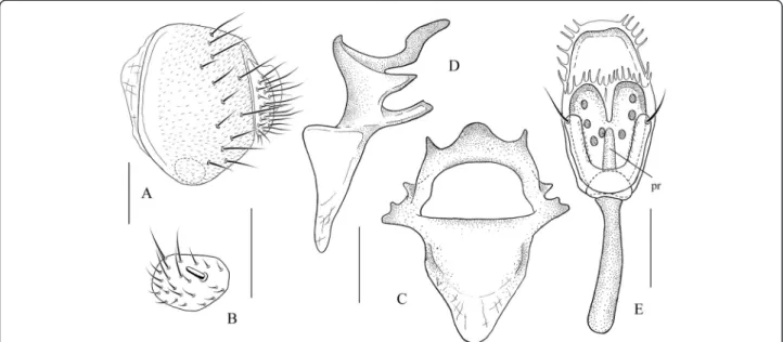 Figure 3 Stegana (Stegana) yangi sp. nov. Male terminalia: (A) epandrium, cercus, and surstylus; (B) surstylus; (C, D) hypandrium and gonopods; (E) parameres, aedeagus (pr, basoventral process), and aedeagal apodeme