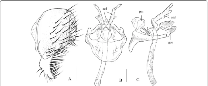 Figure 4 Stegana (Steganina) chitouensis Sidorenko. Male terminalia: (A) epandrium, cercus, and surstylus; (B, C) hypandrium, paramere (pm), aedeagus (aed), aedeagal apodeme, and gonopods (gon).