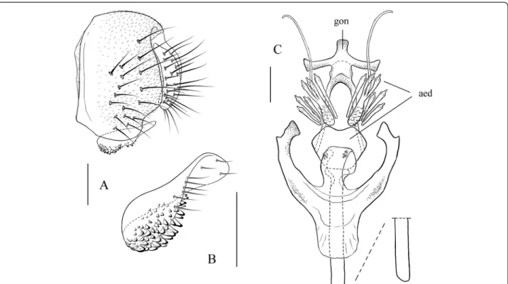Figure 6 Stegana (Steganina) nigrolimbata Duda. Male terminalia: (A) epandrium, cercus, and surstylus; (B) surstylus; (C) hypandrium, gonopods (gon), aedeagus (aed), and aedeagal apodeme.