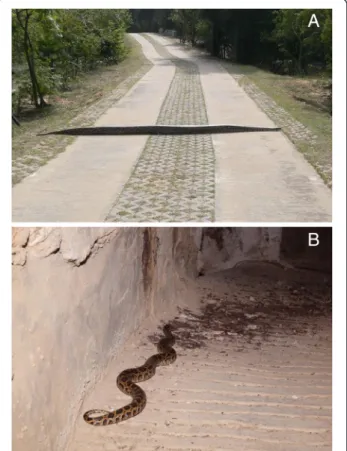 Figure 2 Habitats of the Burmese python. (A) Large adult Python molurus bivittatus crossing an abandoned military camp tank trail (photographed by Shun-Ren Cheng, 15 November 2011)