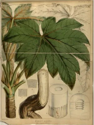 圖 四：胡 克 1853 年 命 名蓪 草 時 依 據的 植 物 模 式 圖 (Hooker, 1853, plate I &amp; II,  論 文 影 像 取 自 Biodiversity Heritage  Library)  胡 克 持 續 在 1853 年的 文 章 中討 論 蓪 草 在 台 灣 的 地 理 分 佈 和 繁 殖 方 式(Hooker,  1853: p.80)， 其 記 載 的 分 佈 地 ， 因 古 地 名 的 拼 音 不 易 考 證 ， 但 初 步 看 來 ， 應 有 紀 錄
