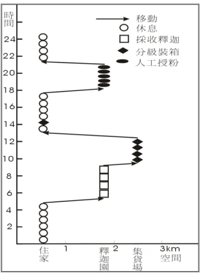 圖 3-3    A04 授粉期間一日時空路徑圖  資料來源：實地訪問（95.9）  ②A03 一日時空路徑（九月份）  早上四點起床到田裡進行軟枝釋迦的人工授粉，工作到九點或十點，住家到農田（知 本火車站附近）大約只要五分鐘內就到了，結束授粉後再做一個小時的工作，大約十點 多回到家休息，下午大約兩點出發工作，做到天黑，大約六點，現在的季節白天大都在 剪枝（晚上不必去對鳳梨釋迦授粉，因為這時候自家的鳳梨釋迦還沒有開始授粉） 。  由以上個案可知，農人在授粉期間，尤其在夏季，工作分量最重，因為一天中可能 要同
