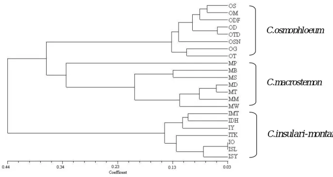 Figure 2. UPGMA dendrogram based on ISSR bands of three Cinnamomum species.