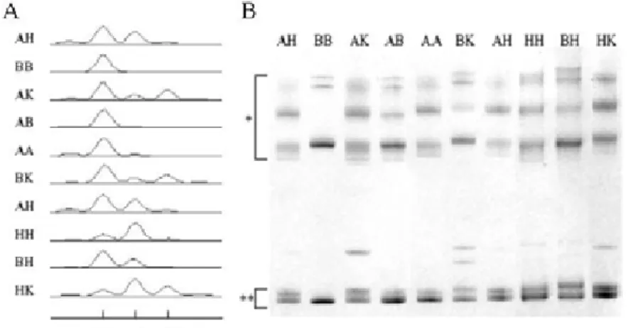 Figure 1. Genotype analysis of KLK1 promoter polymorphism. (A) Electrophoresis of fluorescenced PCR products in linear 