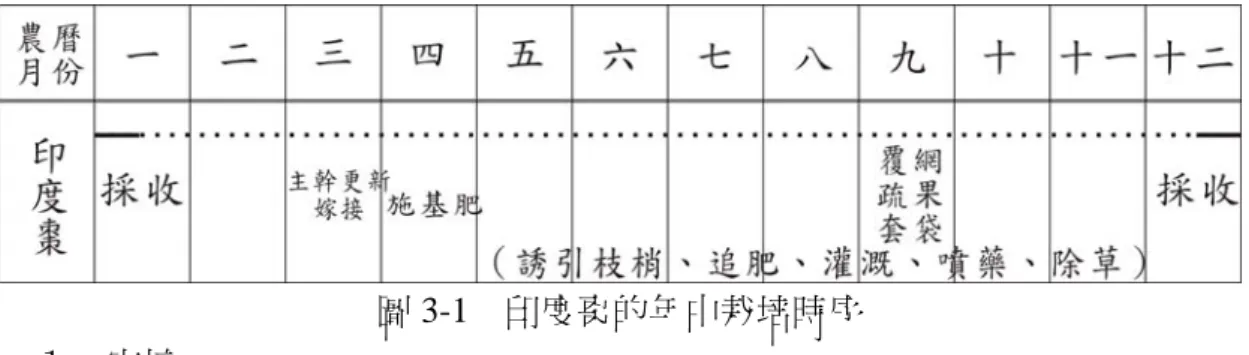 圖 3-1  印度棗的年中栽培時序 １、定植  種苗的定植為印度棗生產的起點，果農通常不會自行育苗，而是向種苗商 購買實生苗定植。          定植時，先挖直徑 60-100 公分的栽植穴，經施用堆肥與土壤混合並填滿  後即可定植。          由於印度棗的生長勢強，為避免與四周的棗樹枝幹交叉重疊，果農會以行  列的方式定植，高雄農改場所推薦的作法是行、株距各為 6 公尺，但果農們都  會因應自身的考量做些微的調整。  由於印度棗的幼年期相當短，定植的當年或隔年即可著果，只是產量不  多，而且新