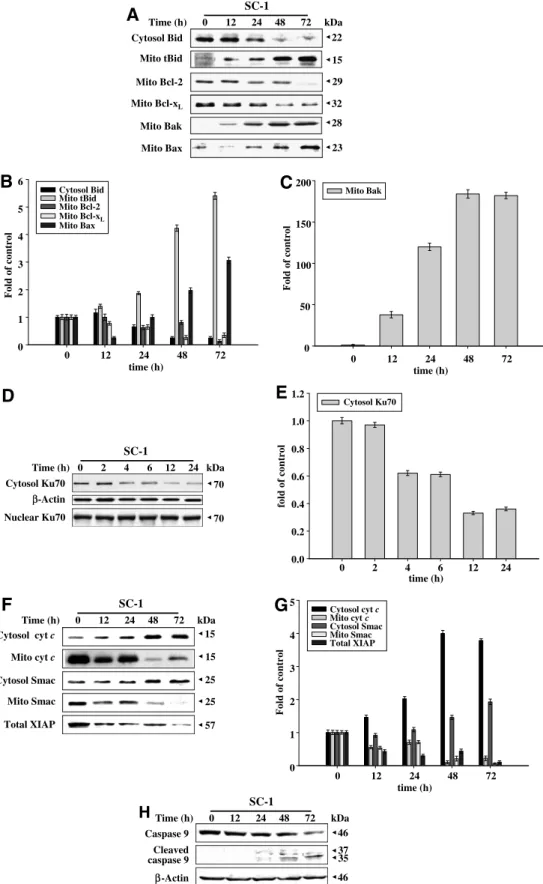 Fig. 4. Expressions of mitochondria-related proteins. (A) Distribution of Bid, tBid, Bcl-2, Bcl-x L , Bak and Bax, (D) Expression of Ku70, (F) Distribution