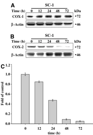 Fig. 5. Expressions of COX-1 and COX-2. (A) COX-1 and (B) COX-2 expressions were determined in Hep 3B cells (5 · 10 5
