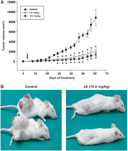 Fig. 8. Inhibitory effect of justicidin A on the growth of HT-29 cells xenografted into NOD-SCID mice