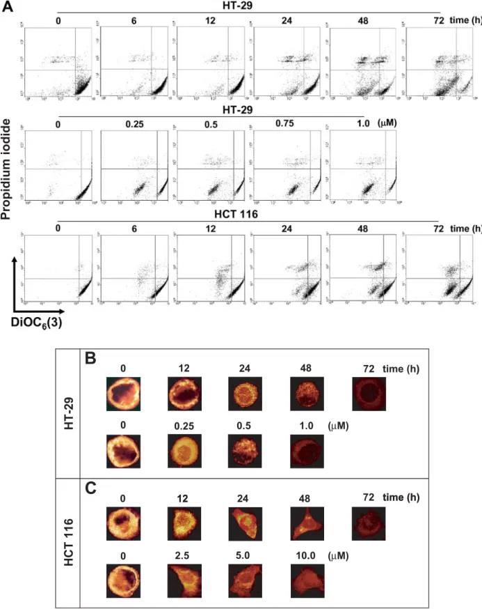 Fig. 4. Effect of justicidin A on Dc m in human colorectal cancer cells. HT-29 and HCT 116 cells (2  10 5 cells/well) in 2 ml medium were grown in six-well and
