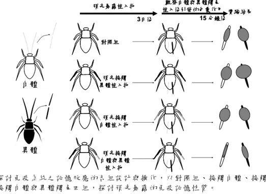 圖 四    探 討 免 疫 系 統 之記 憶 效 應 的各 組 設 計 與操 作 ， 以 對照 組 、 接 觸自 體 、 接 觸異 體 、 接 觸 自 體 與 異 體 觸 角 四 組 ， 探 討 預 先 暴 露 的 免 疫 記 憶 性 質 。 白 色 長 條 物 代 表 自 體 觸 角 ， 黑 色 長 條 物 代 表 異 體 觸 角 ， 灰 色 橢 圓 物 代 表 包 囊 。   (六 ) 包 囊 作 用 是 否 具 可 逆 性 ？ 經我 們的 前 測， 發現 植 入蟑 螂體 內 的銅 絲連 接 電池 的