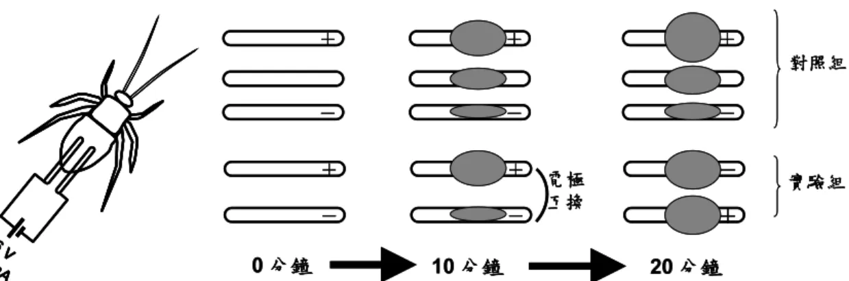 圖 六    利 用 電 荷 對 包 囊作 用 的 效 應，探 討 免 疫 細 胞 進 行 包囊 作 用 時 是否 具 有 可 逆性 的 實 驗 設 計 與 操 作 示 意 圖 。  將 銅 絲 植 入 蟲 體，各 自 連 接 正 負 電 極 (1.5V)，分 別於 通 電 後 10 分 鐘 與 20 分 鐘 取 出 銅 絲 測 量 最 大 包 囊 直 徑 ， 作 為 對 照 組 。 實 驗 組 的 步 驟 如 上 ， 但 於 通 電 10 分 鐘 後， 在 不 取 出 銅 絲 的 狀 況 下 ， 交 換 