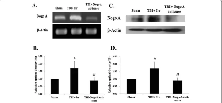 Figure 2 Effects of Nogo-A irrelevant control and antisense oligodeoxynucleotides on hippocampal Nogo-A expression after TBI