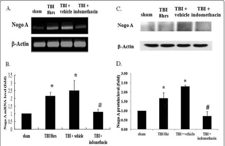 Figure 3 Effects of indomethacin administration on Nogo-A expression. Animals were in one of four groups: sham (no TBI), TBI treatment (TBI eight hours), TBI combined with vehicle administration (TBI + vehicle), and TBI combined with indomethacin administr