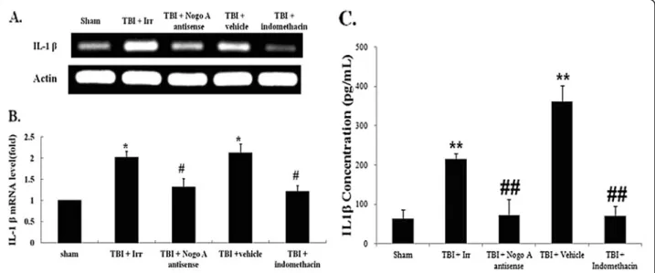 Figure 4 Effects of TBI, Nogo-A irrelevant control oligonucleotide, Nogo-A antisense oligonucleotide, and indomethacin administration on the production of IL-1 β
