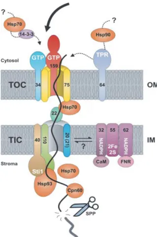 Figure 1. The translocon components of TOC/TIC 