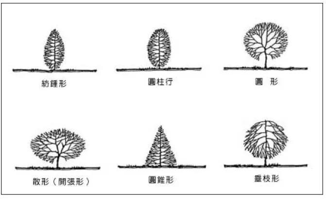 圖 2-8  植物外形的基本型示意圖（張自健重繪）  3.植物的質地   植 物 的 質 地 是 指 個 體 或 群 體 在 視 覺 上 的 粗 細 感 。 樹 葉 的 大 小 、 枝 條 的 粗 細 、 樹 皮 的 外 貌 以 及 整 株 的 生 長 習 性 都 能 影 響 視 覺 上 的 質 感 。 在 近 距 離 觀 賞 時 ， 質 地 是 植 物 視 覺 特 性 中 特 別 重 要 的 因 素 ， 可 影 響 組 合 的 統 一 性 與 變 化 性 、 視覺上的趣味性、以及設計的情調。植物的質地可以