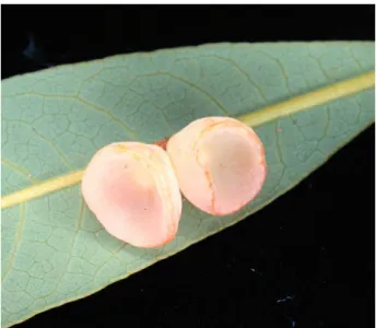 Figure 1. The pink cup-like galls on the lower epidermis 