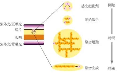 圖  貳-8  感光樹脂聚合的過程 