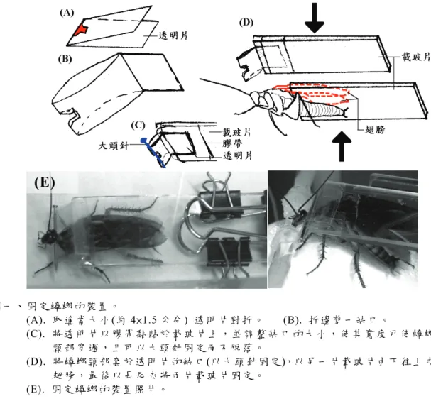 圖 一 、 固 定 蟑 螂 的 裝 置 。 (A).  取 適 當大 小 (約 4×1.5 公 分 )  透 明 片 對 折 。    (B). 折 邊 剪 一 缺 口 。  (C)