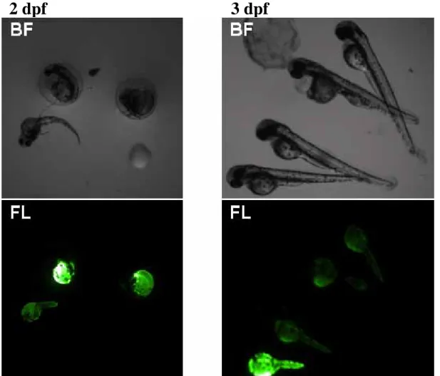Fig. 13. Screening of transgenic zebrafish embryo by EGFP fluorescence. Green fluorescence could be detected in  transgenic zebrafish embryo, not in wild type