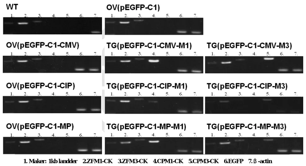 Fig. 14. RT-PCR performance of wild type, and only vector control and transgenic zebrafish