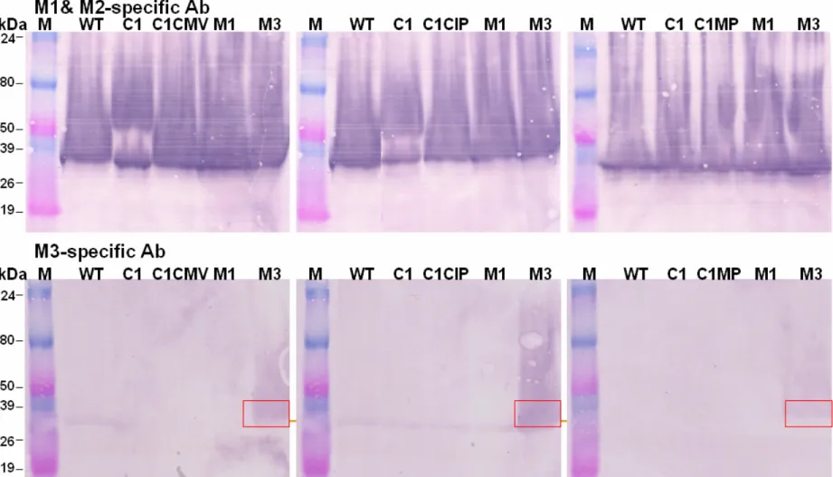 Fig. 15. Western blotting of wild type, only vector control and transgenic zebrafish. The blots were incubated with the carp  CK-M1+M2 antibody and the carp CK-M3 antibody, respectively