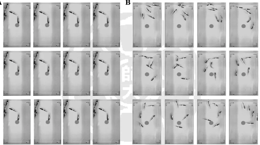 Fig. 16. Images of wild type and transgenic zebrafish kept at intolerable water temperature