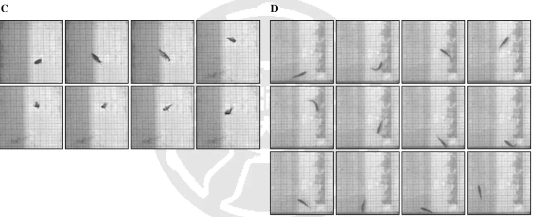 Fig. 17. Comparison of swimming behavior between wild type and transgenic zebrafish at an acute low temperature