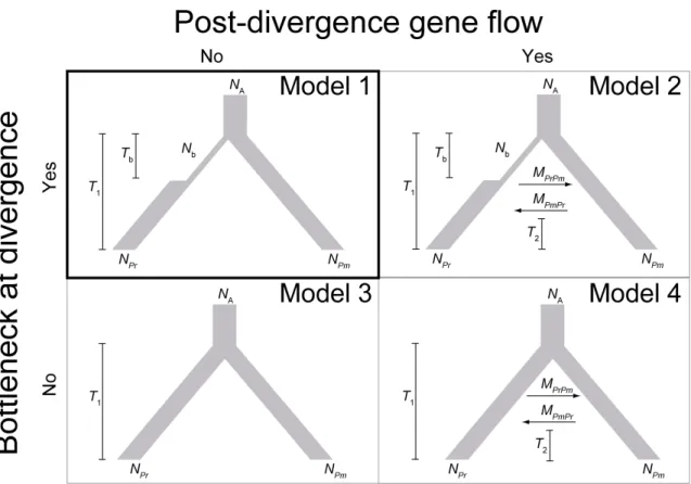Figure 2.2  Proposed demographic models for the divergence of P. regia, and P. 