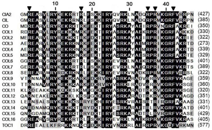 Figure S2. Comparison of CCT motifs of Arabidopsis CIA2, CIL, CO, COL, and TOC1  proteins
