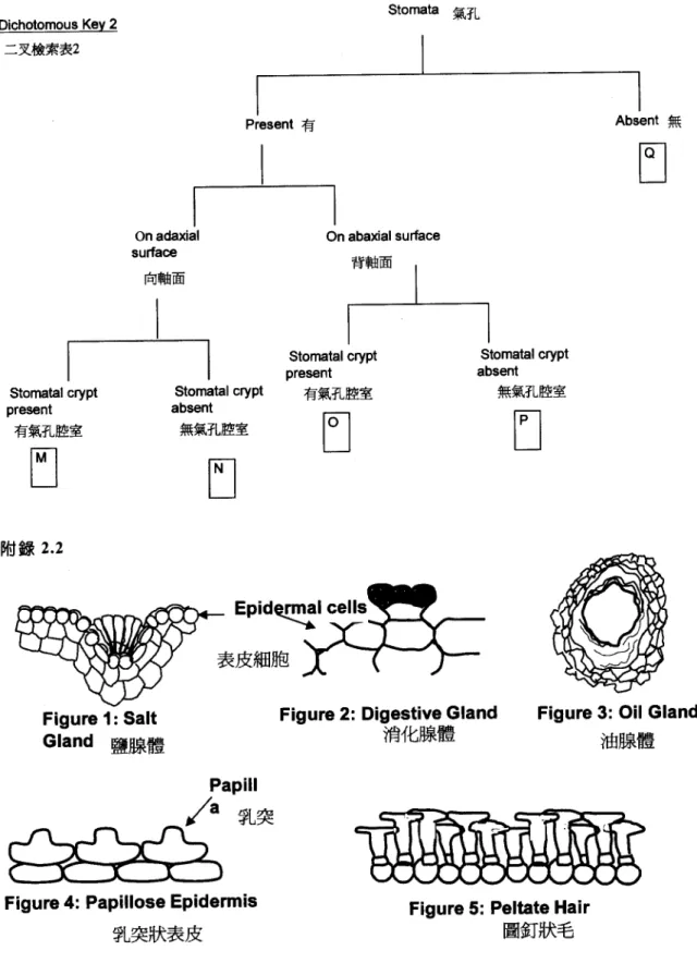 Figure 2: Digestive Gland