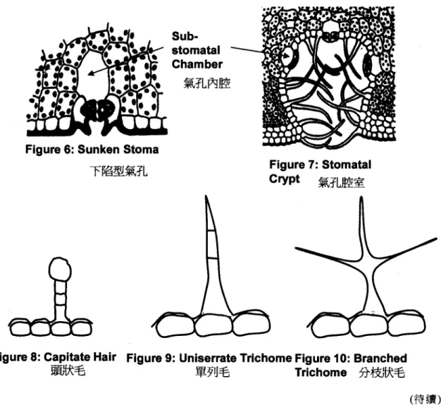 Figure 6: Sunken Stoma