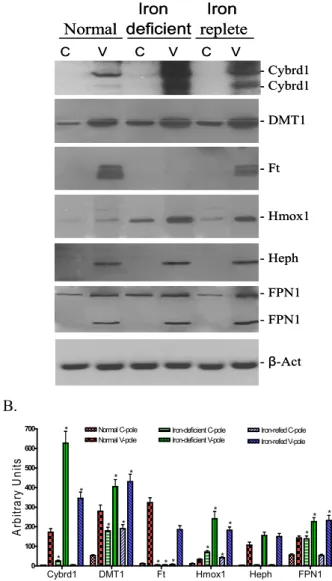 Figure  6. Western blots analyses of iron transporter and  related  proteins  as  indicated  in  Figure  5