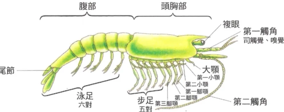 圖 2-4-20    窮舉性分析過程（取自南一版國中自然生物圖表通鑑 63 頁：蝦的觀察） 