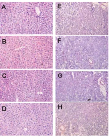 Figure 14. HE stain of liver and kidney slides from mice received various doses of  G