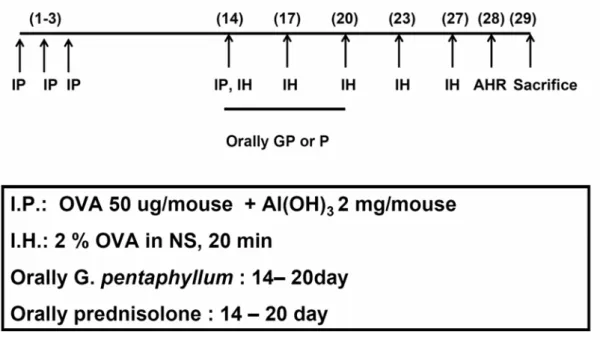 Figure 2. OVA allergen sensitization and challenge procedures in IH5 model. Mice  were injected intraperitioneally (IP) with OVA on days 1-3 and 14 and then 