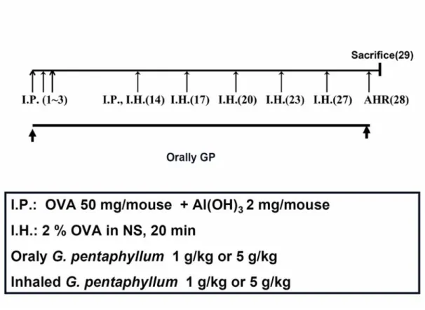 Figure 5. OVA allergen sensitization and challenge procedures to evaluate the  therapeutic effect of G