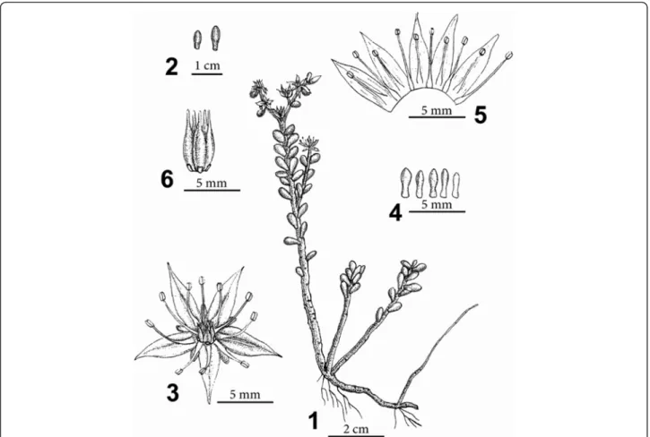 Figure 1 Sedum tarokoense H.W. Lin &amp; J.C. Wang. 1, Habit; 2, Leaves; 3, Flower; 4, Sepals; 5, Dissected corolla, showing attachment of stamens; 6, Carpels and nectar scales