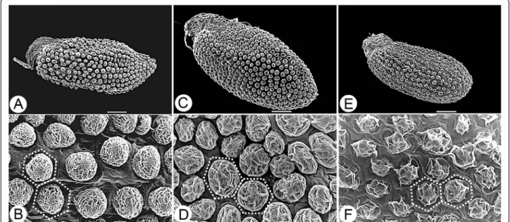 Figure 2 Seed micromorphology of S. tarokoense and two related species. A &amp; B, S. nokoense (from W