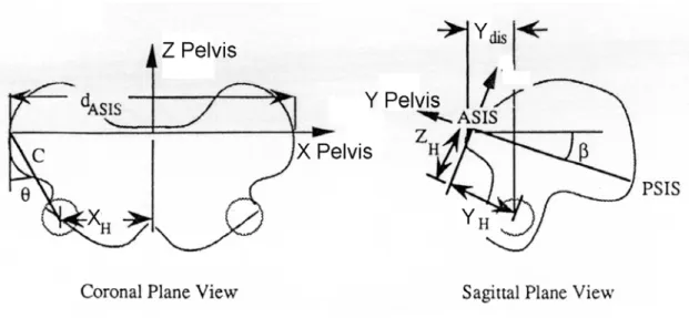 圖 3-10  髖關節中心在骨盆嵌入式系統位置圖  註：左圖為額狀面幾何關係、右圖為矢狀面幾何關係圖，X、Y、Z Pelvis 分別表 示骨盆嵌入座標系統的 X 軸、Y 軸與 Z 軸  (修改自 Davis  等， 1991)。  2.膝關節中心  當髖關節中心計算出來後，就可計算膝關節中心。由膝關節外側 反光球 (KNE)、大腿外側反光球 (THI) 及髖關節中心所構成的平面 上，位於股骨內上髁與股骨外上髁連線的中點，也就是股骨嵌入式座 標系統 (femur embedded coordinate sys