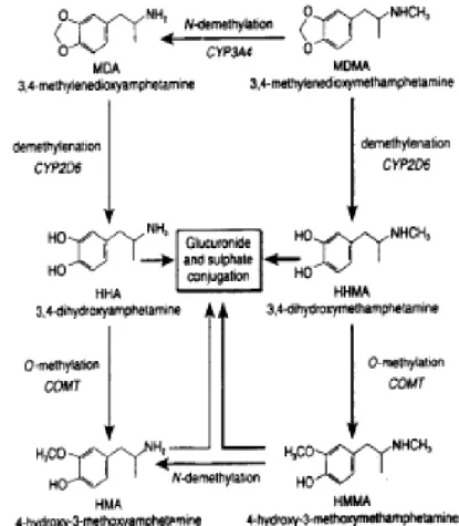 圖 5-5  MDMA 與 MDA 的代謝途徑 