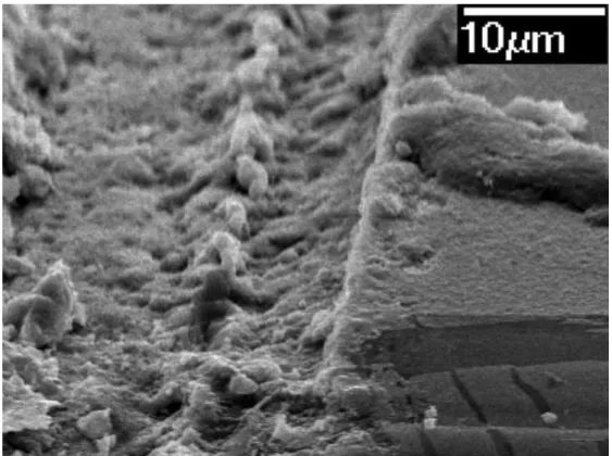 Fig. 4.7 SEM image of the waveguide fabricated by using Nd:YVO 4  laser  writing shallow ditch on SOI