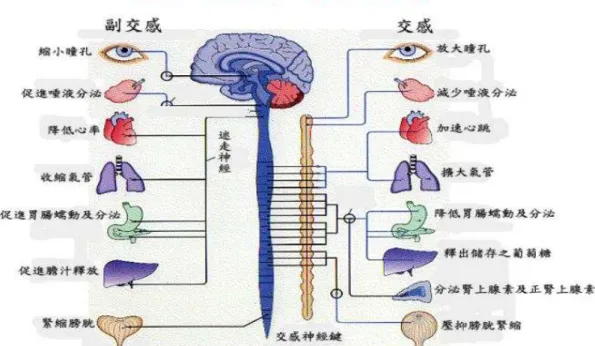 圖 1-1  交感神經系統和副交感神經系統分布圖 交感神經系統和副交感神經系統分布圖 交感神經系統和副交感神經系統分布圖 交感神經系統和副交感神經系統分布圖 1-4-6 心心心 心率率率 率變異度 變異度（變異度變異度（（ （HRV，，， ，Heart Rate Variability））））