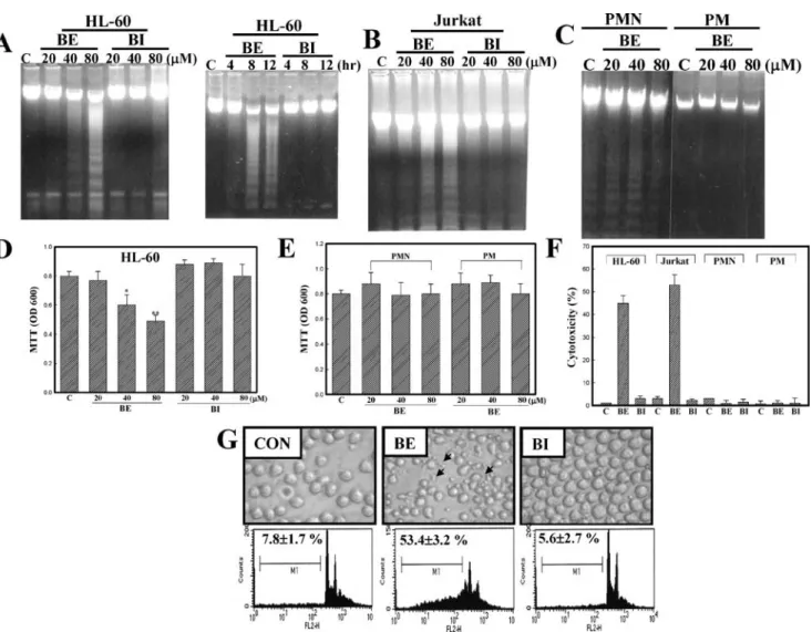 Fig. 2 Baicalein (BE) but not baicalin (BI) induced DNA ladder for- for-mation and reduced viability in human leukemia HL-60 and Jurkat cells, but not in primary mice peritoneal macrophages (PMs) or  hu-man polymorphonuclear (PMN) cells