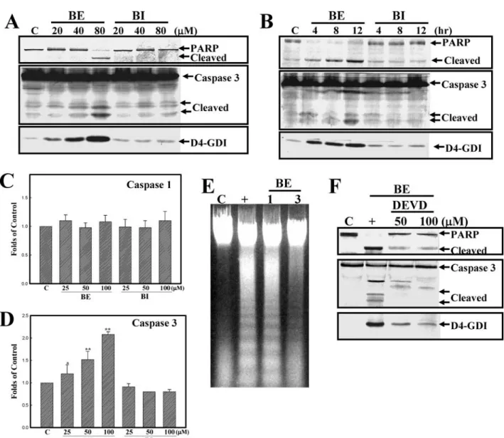 Fig. 3 Activation of caspase 3 is an essential event in baicalein (BE)- (BE)-induced apoptosis
