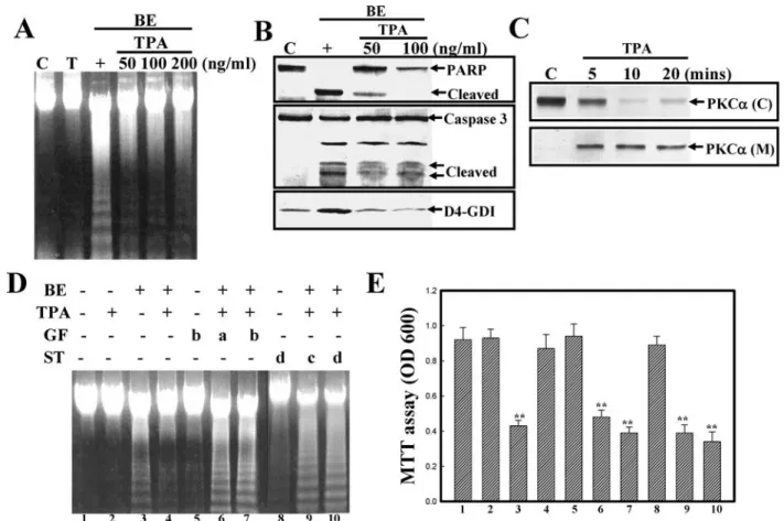 Fig. 5 TPA incubation inhibited baicalein (BE)-induced apoptosis in HL-60 cells. (A) TPA treatment inhibited BE-induced DNA ladder  for-mation in HL-60 cells