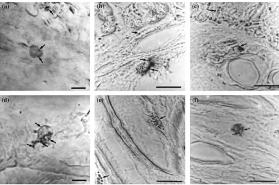 Figure 3. Immunohistochemical localization of NMDA receptors subunits NR1, NR2A and NR2B in the rat stomach