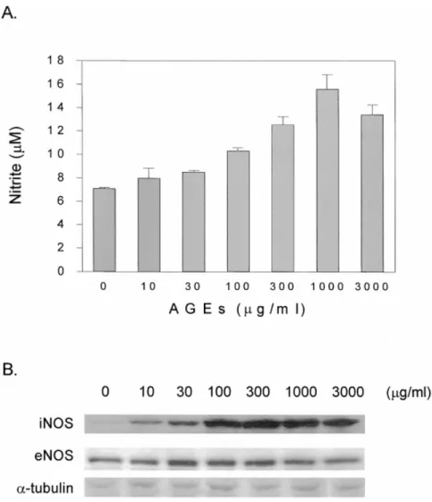 Fig. 1. Dose-dependent increase of nitrite accumulation and iNOS expression caused by BSA-AGEs in C6 glioma cells