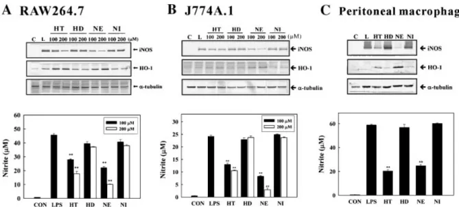 Fig. 3. HT and NE inhibition of lipopolysaccharide (LPS)-induced in- in-ducible nitric oxide synthase (iNOS) and nitric oxide (NO) production, associated with increasing HO-1 protein expression in RAW264.7, J774A.1, and peritoneal macrophage cells