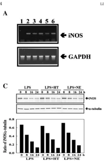 Fig. 4. HT and NE inhibition of LPS-induced iNOS gene expression at mRNA level, but no interference on the stability of iNOS mRNA and protein